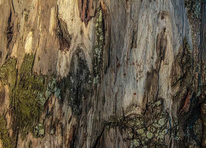 Bark