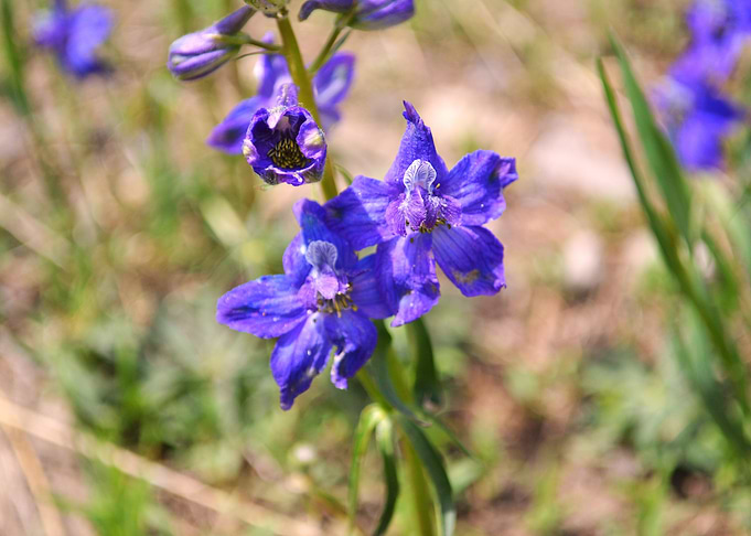Flower 15