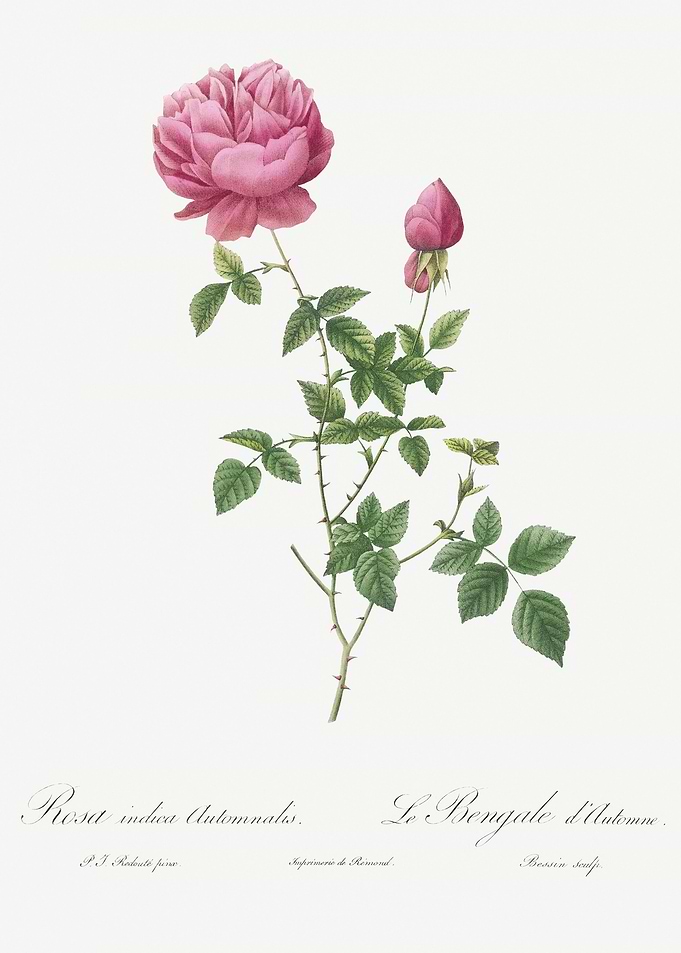 Pink Autumn China Rose