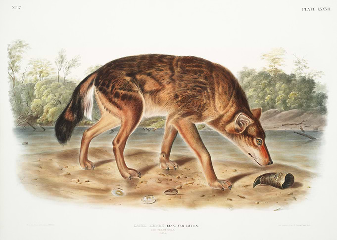 Red Texan Wolf Canis Lupus