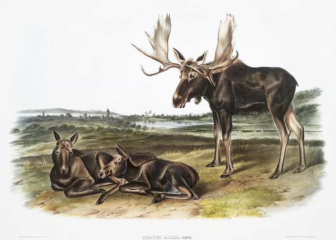 Moose Deer Servus Alces Fr