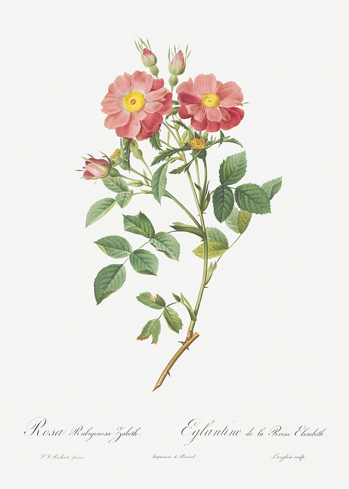 Vintage Sweetbriar Rose Po