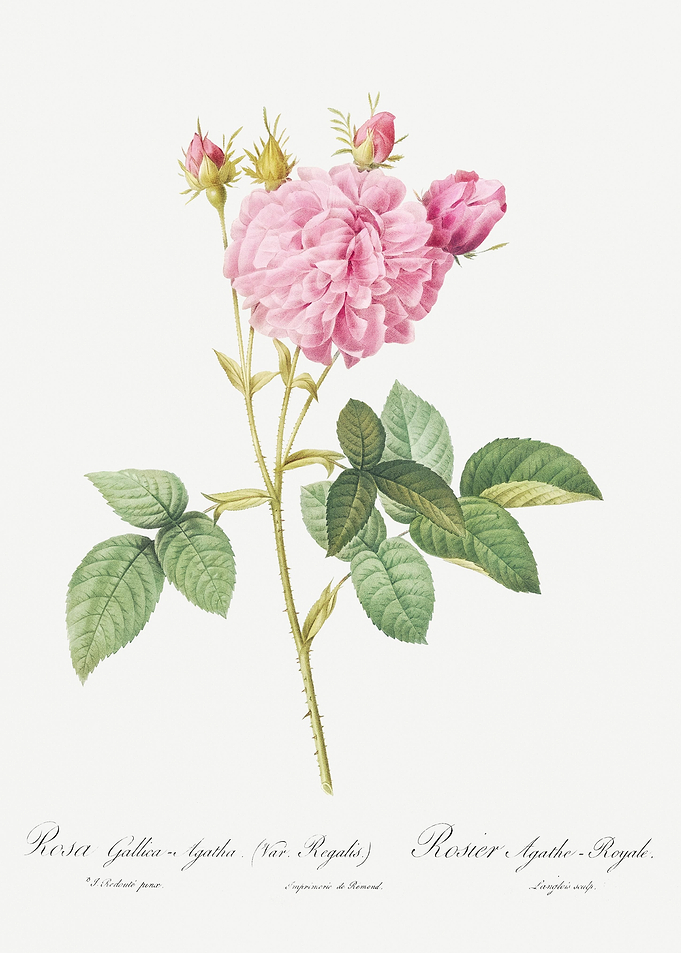Pink Agatha Rose