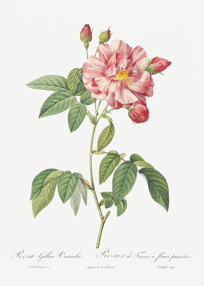 Pink French Rosebush
