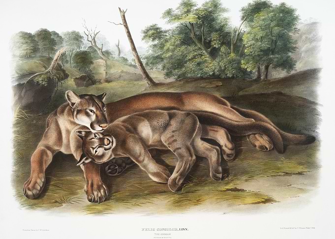 Cougar Felis Concolor From