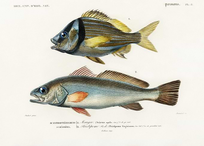 Porkfish Pristipoma Virgin