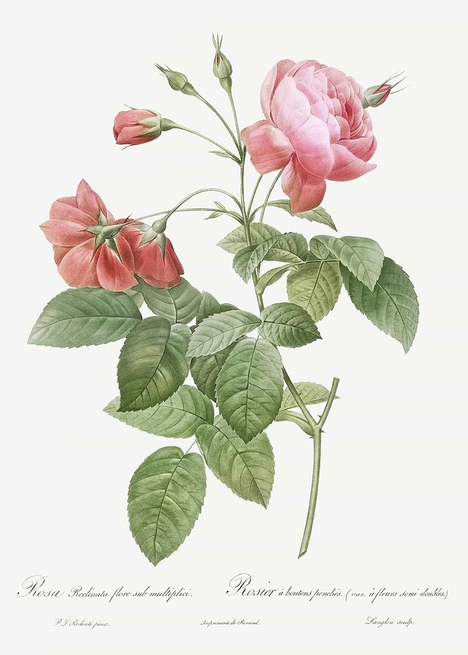 Pink Boursault Rose