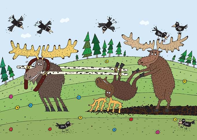 The moose