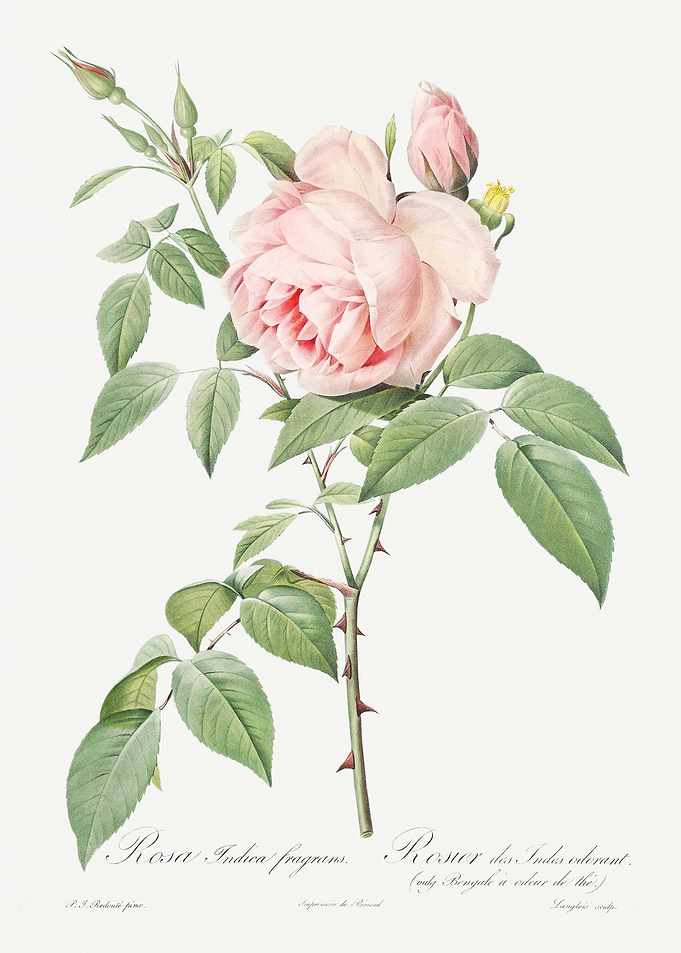Blooming Pink Roses