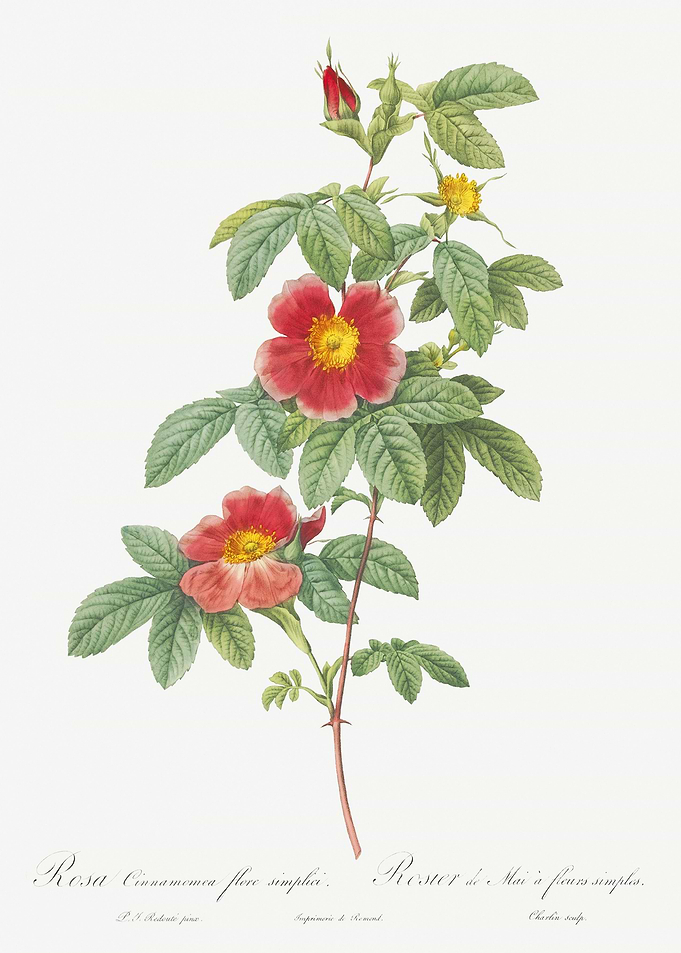 Blooming Single May Rose
