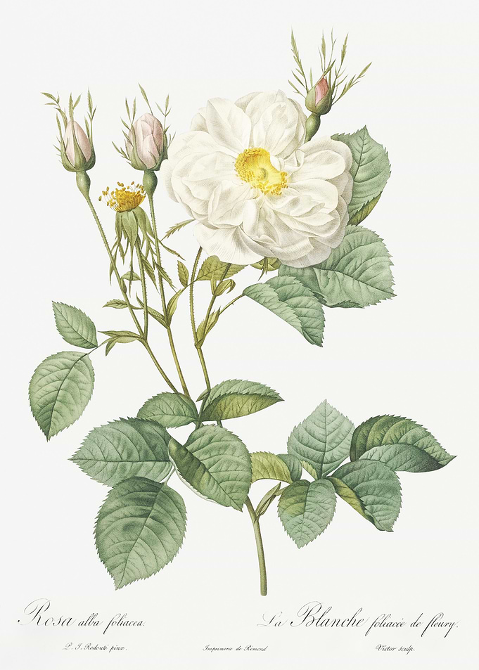 White Rose Of York
