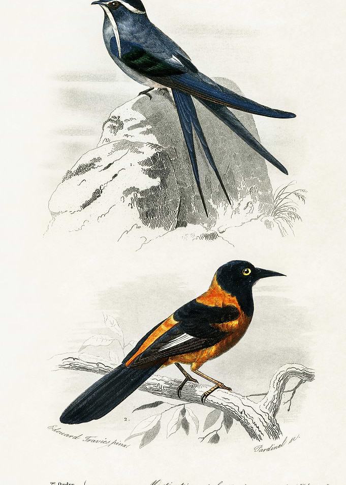 Different Types Of Birds I