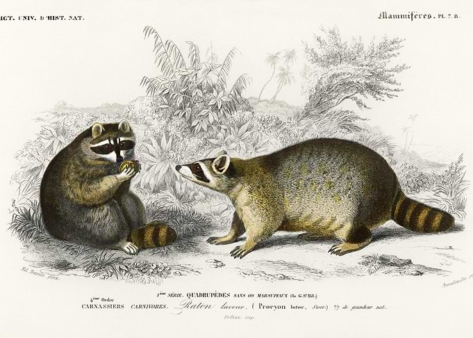 Raccoon Procyon Lotor Illu