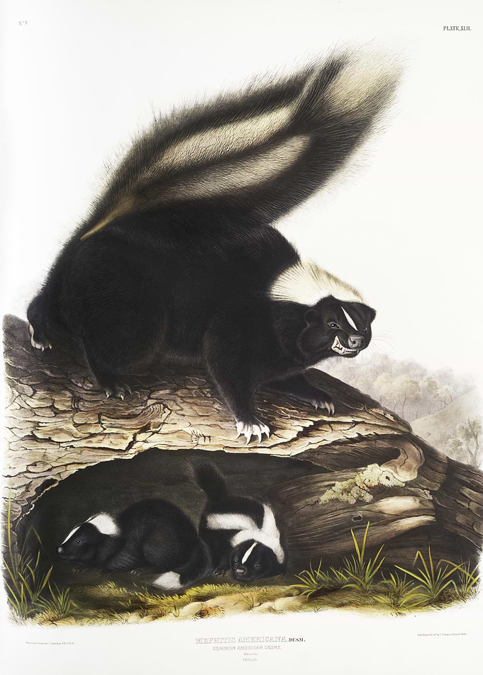 American Skunk Mephitis Am