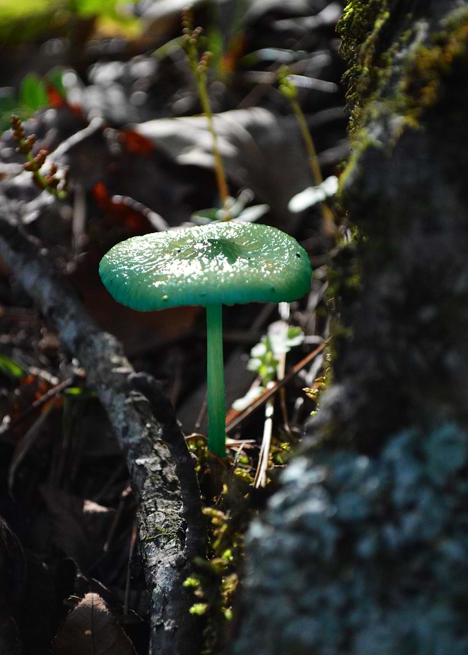 Mushroom 5