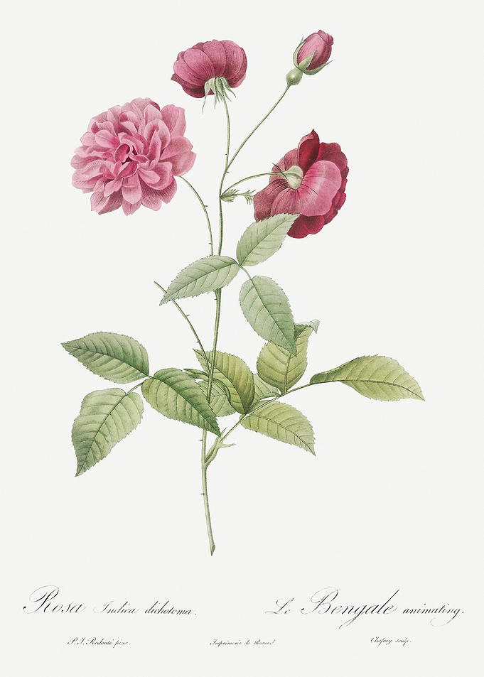Vintage China Rose Poster