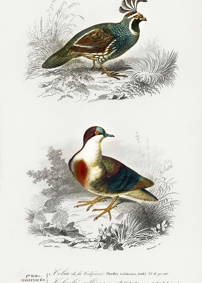 Different Types Of Birds I