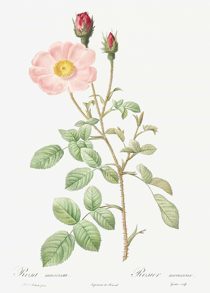 Vintage Musk Rose Poster