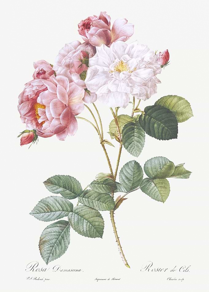 Pink Damskus Rose