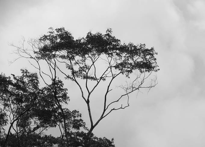 The tree on the top