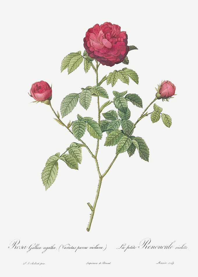 Agatha Rose In Bloom