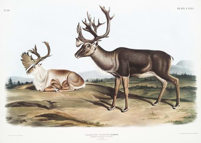 Caribou Or American Rein D