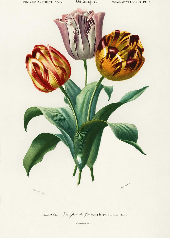 Didier39S Tulip Tulipa Ges