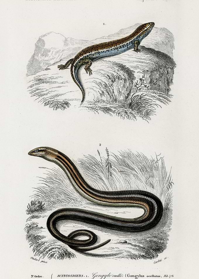 Gongylus Ocellatus And Pse