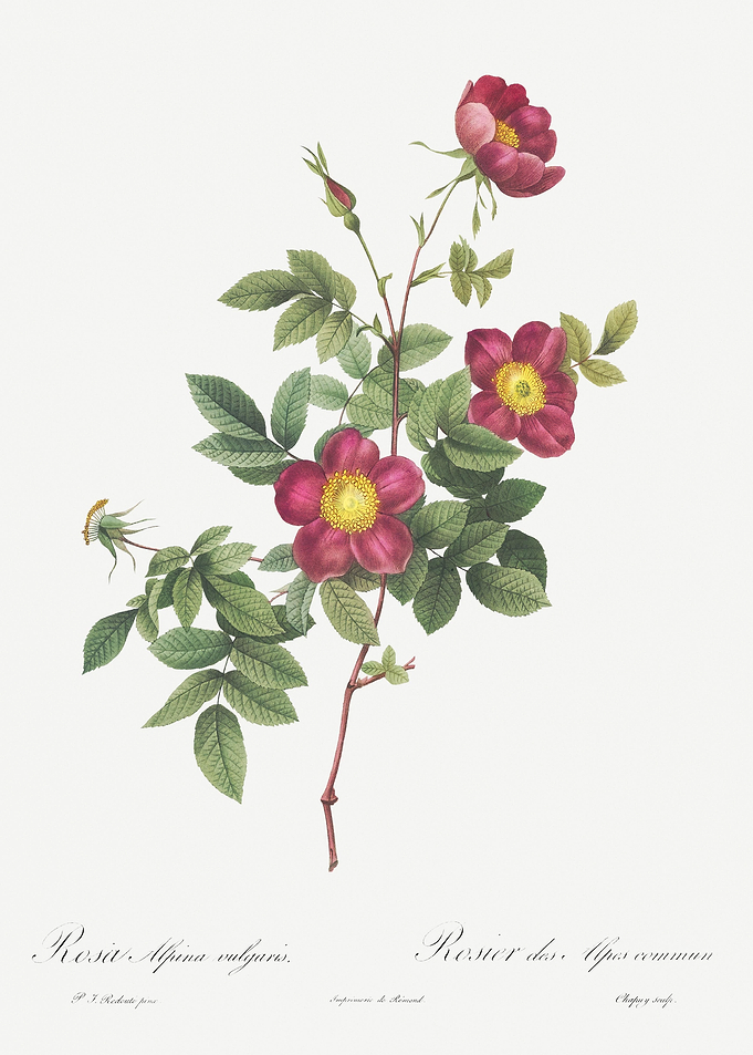 Blooming Alpine Rose