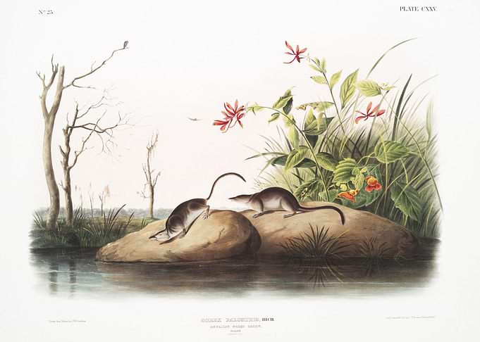 American Marsh Shrew Sorex