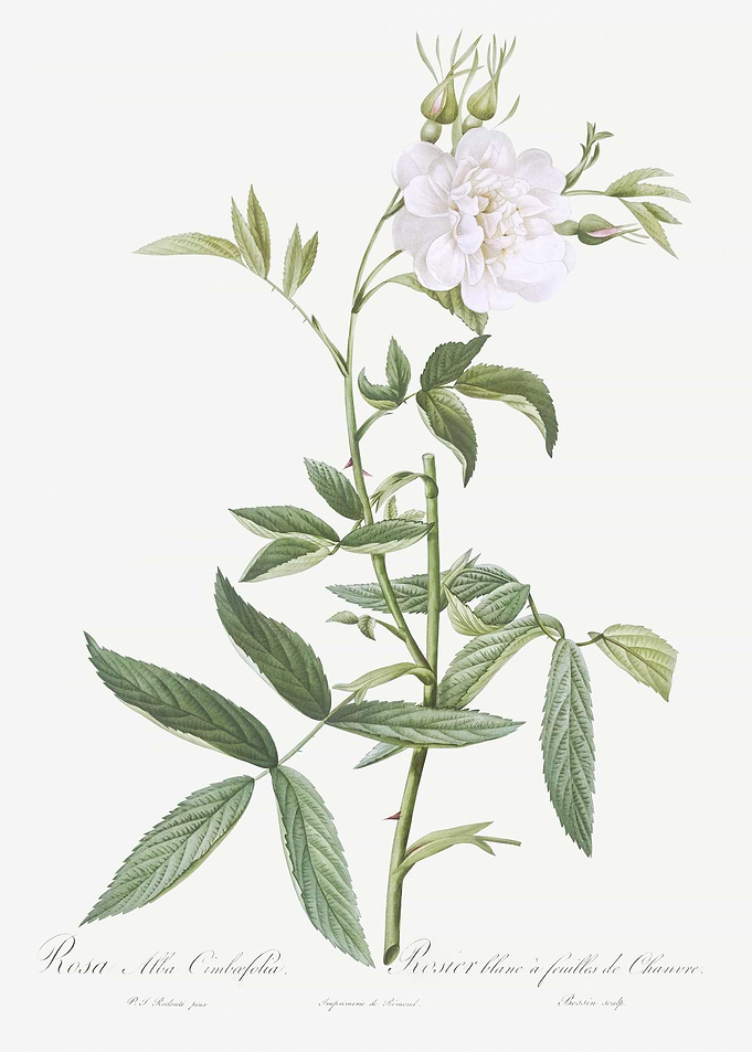 White Rose Of York In Bloo