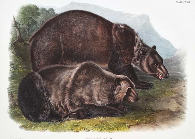 Grizzly Bear Ursus Ferox F
