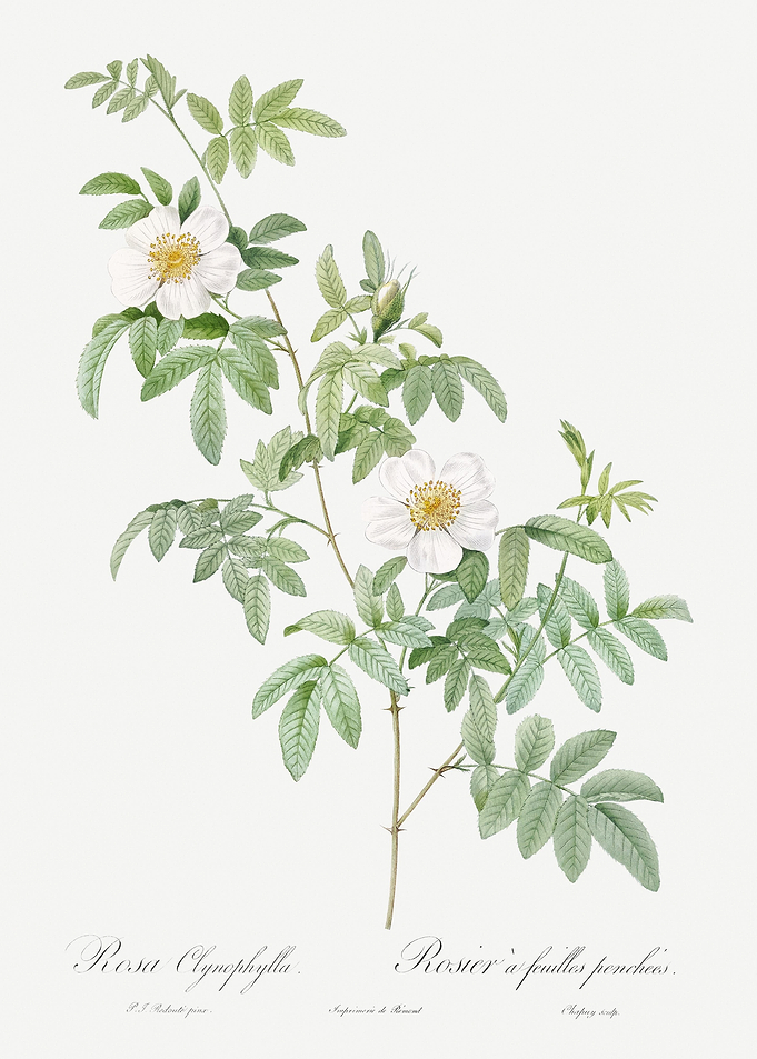 White Rose Shrub