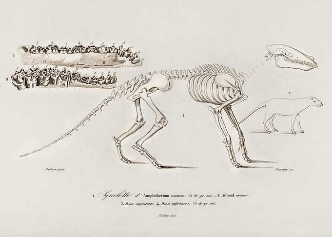 Ungulate Anoplotherium Ill