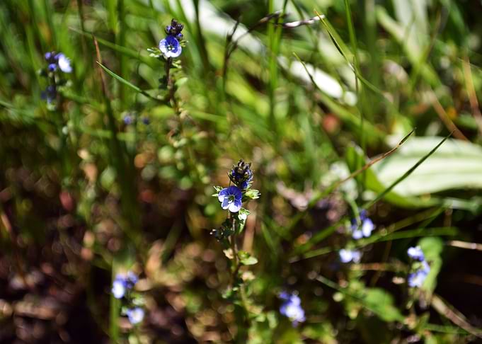 Flower 14
