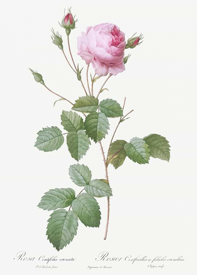 Pink Provence Rose