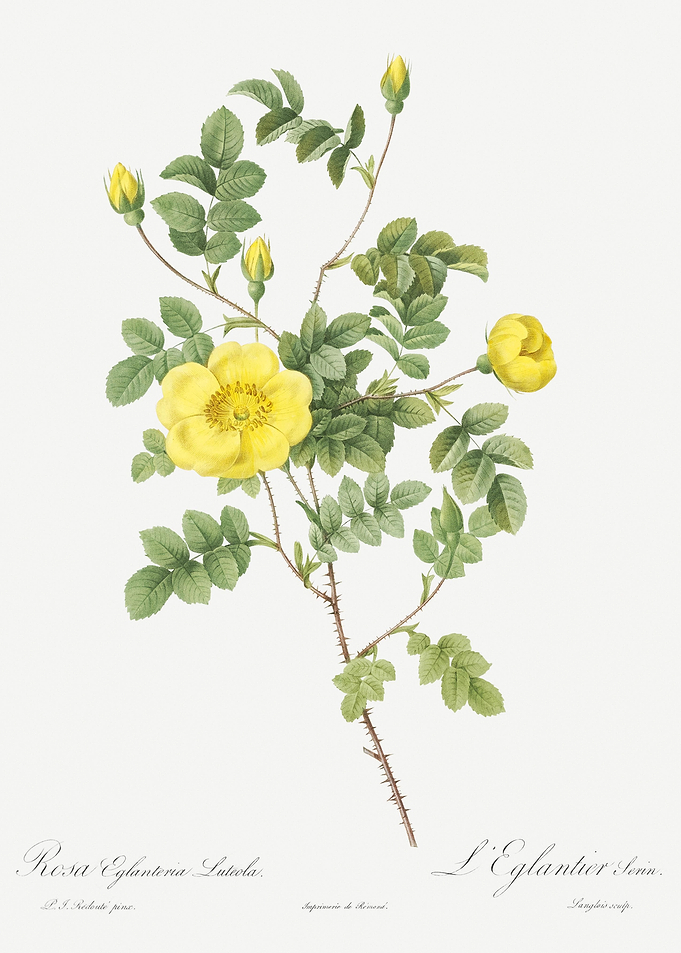 Yellow Sweetbriar Rose