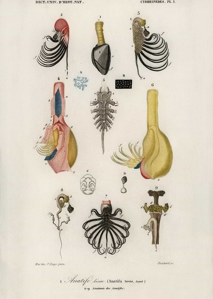 Anatifa Laevis Illustrated