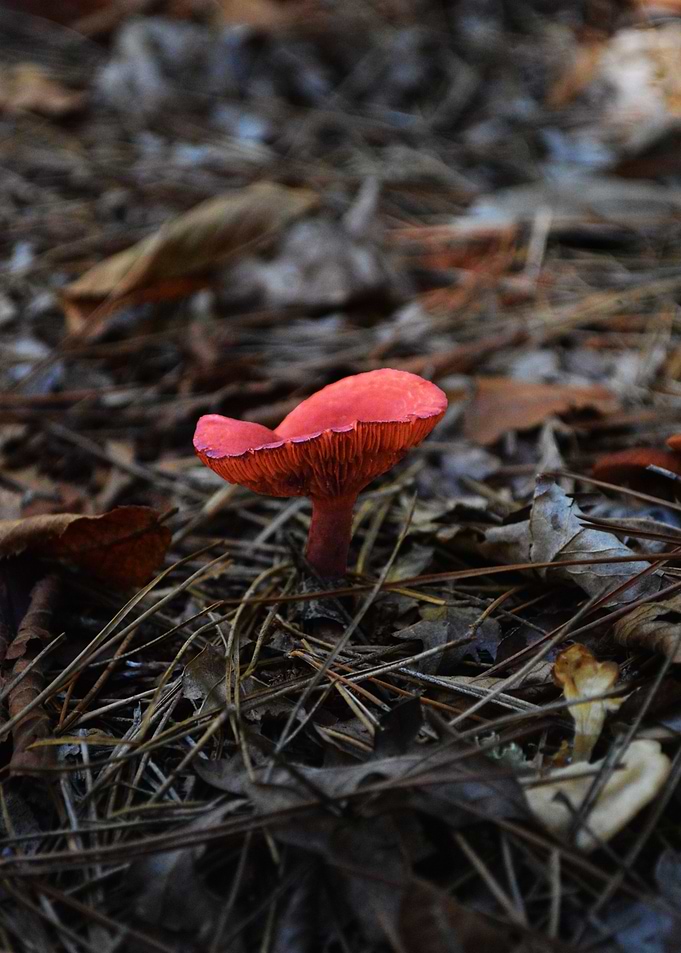 Mushroom 3
