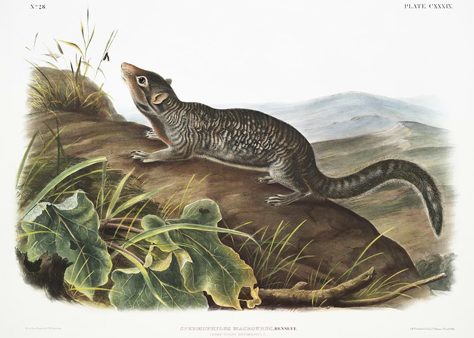 LargeTailed Spermophile Sp