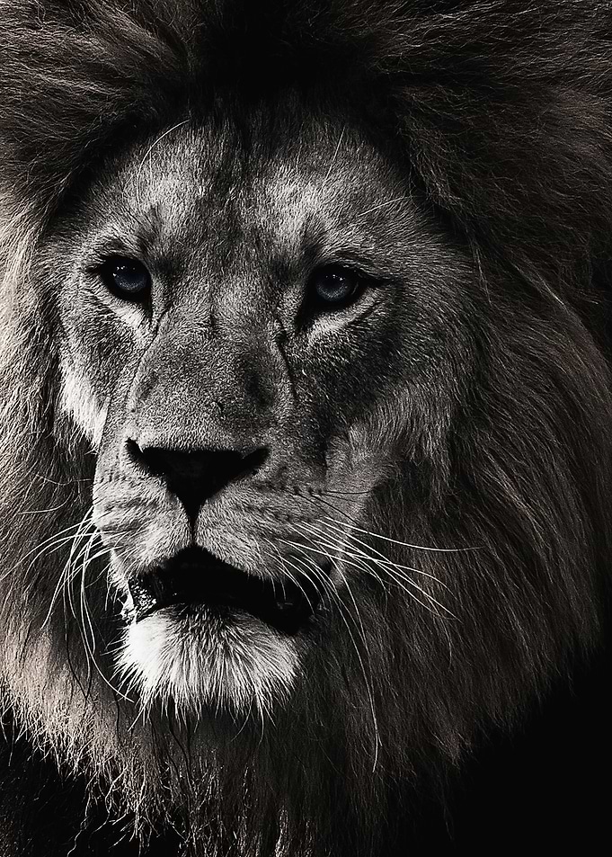 wild lion head poster