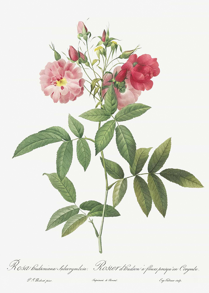 Hudson Rose In Bloom