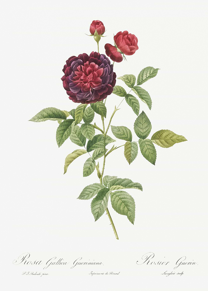 One Hundred Leaved Rose