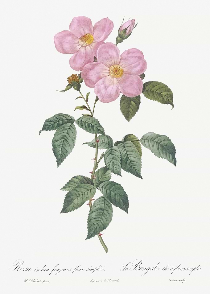 Tea Scented Roses In Bloom