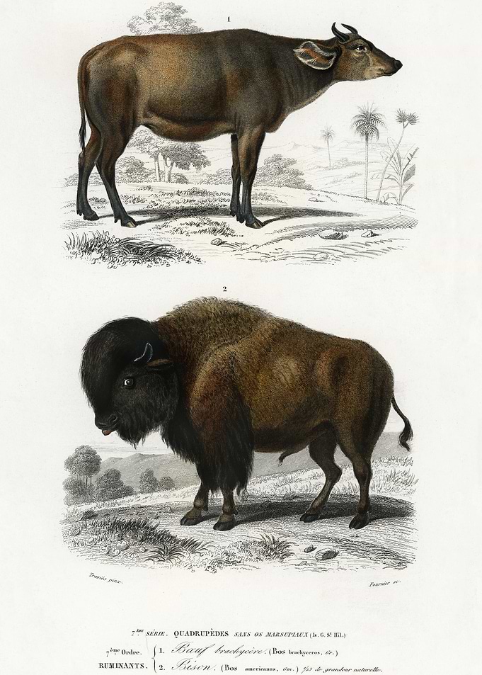 Cow Bos Brachyceros And Bi