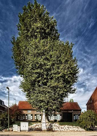 Magic tree Meensel