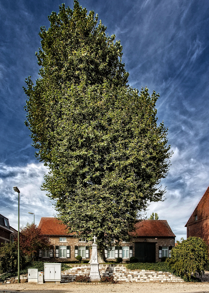 Magic tree Meensel