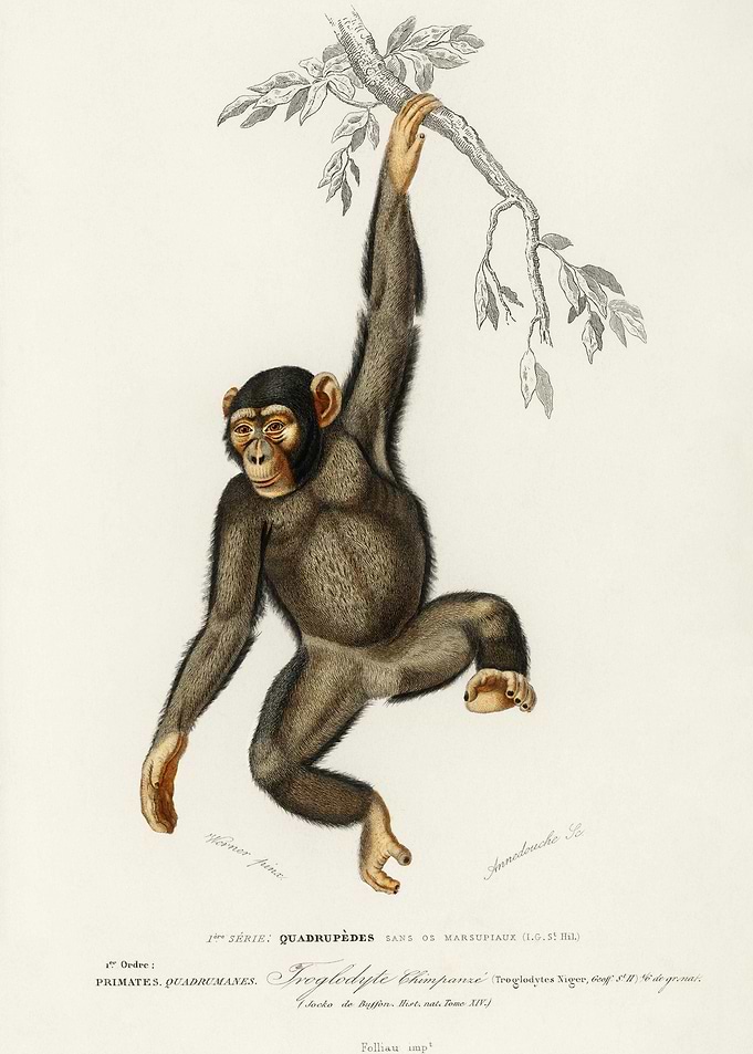 Vintage Monkey Poster