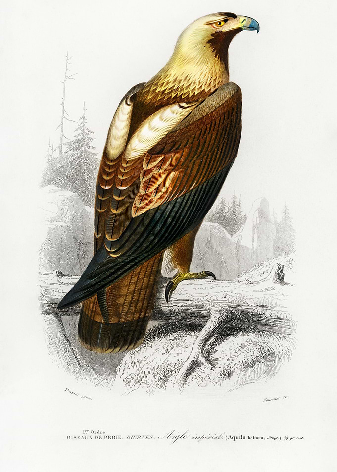 Eastern Imperial Eagle Aqu