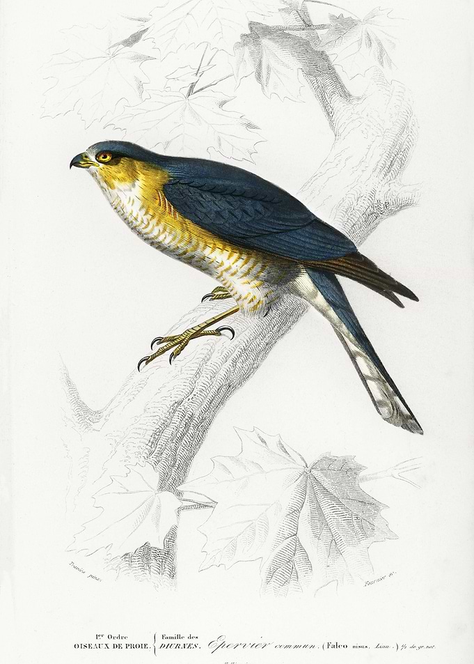 Eurasian Sparrowhawk Accip